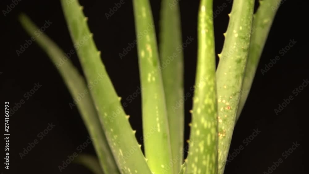 Front view of Aloe vera flower plant at all frame. Beauty cream and cosmetic, natural medicine and care for the body skin, motion video with floral herb slightly cropped on the frame. 4k. Front view of Aloe vera flower plant at all frame. Beauty cream and cosmetic, natural medicine and care for the body skin, motion video with floral herb slightly cropped on the frame. 4k.