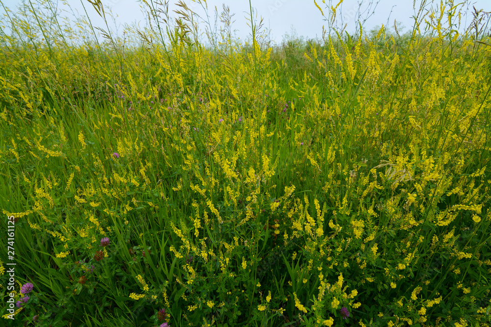 Fresh Spring wildflower Fresh Spring wildflower