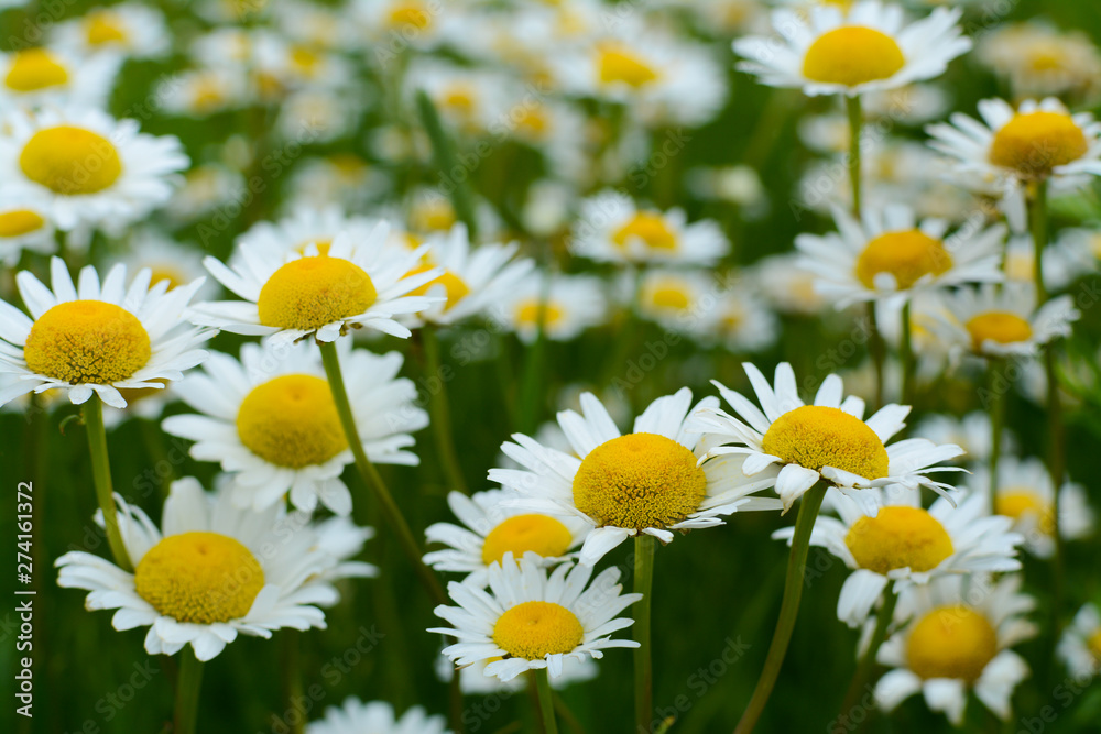 Fototapeta premium Wild daisies