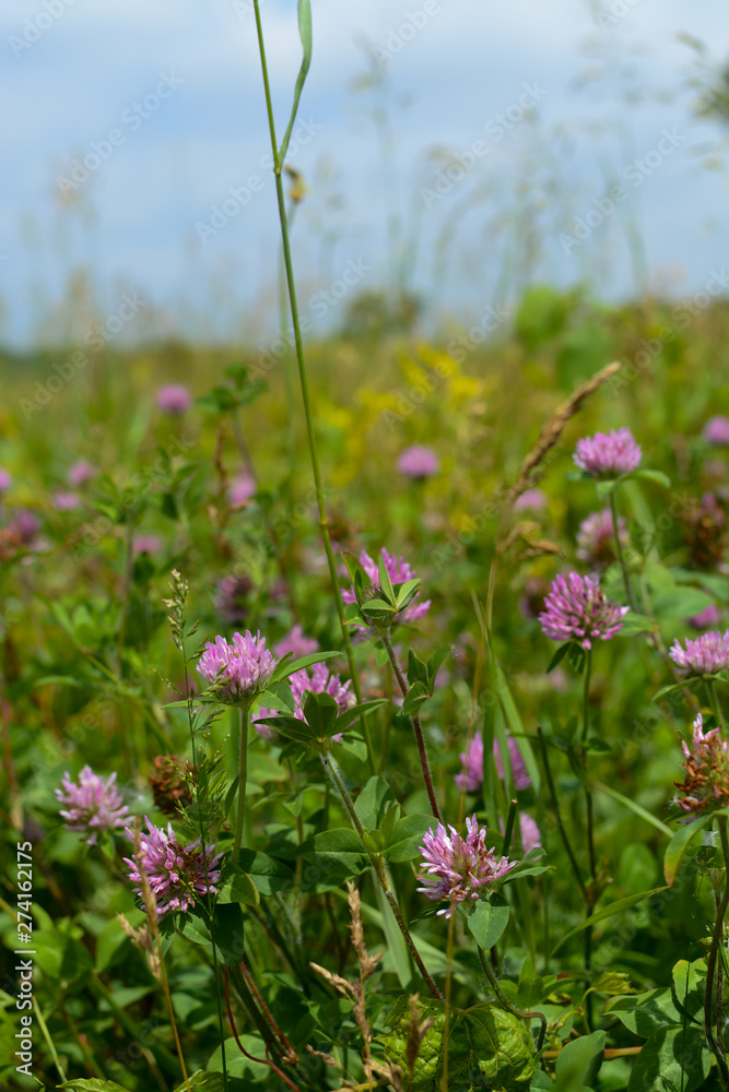 Obraz premium Red clover
