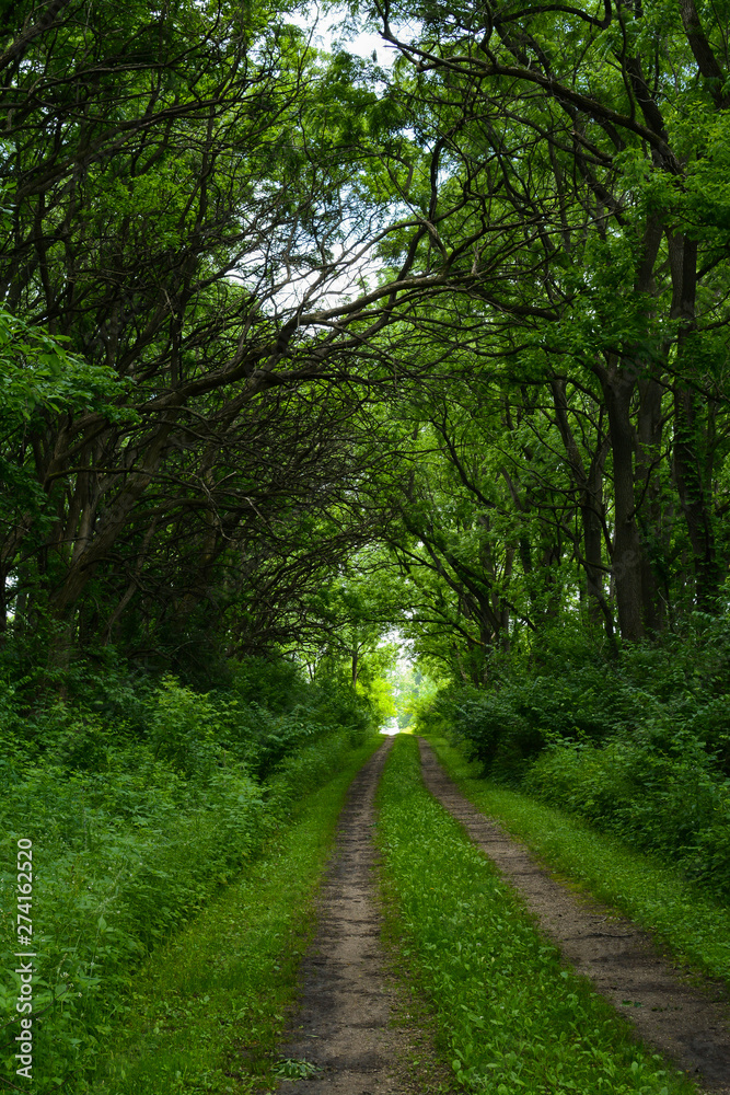 Fototapeta premium Wauponsee Glacial Trai