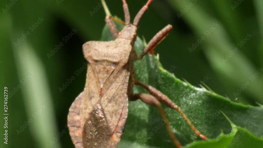 Macro shot of a brown bug with long feeler crawling on the edge of a green leave in slow motion. Macro shot of a brown bug with long feeler crawling on the edge of a green leave in slow motion.