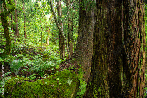 兵庫県・苔むす渓谷、小代地区の風景 © Ken-Jiraud Jp