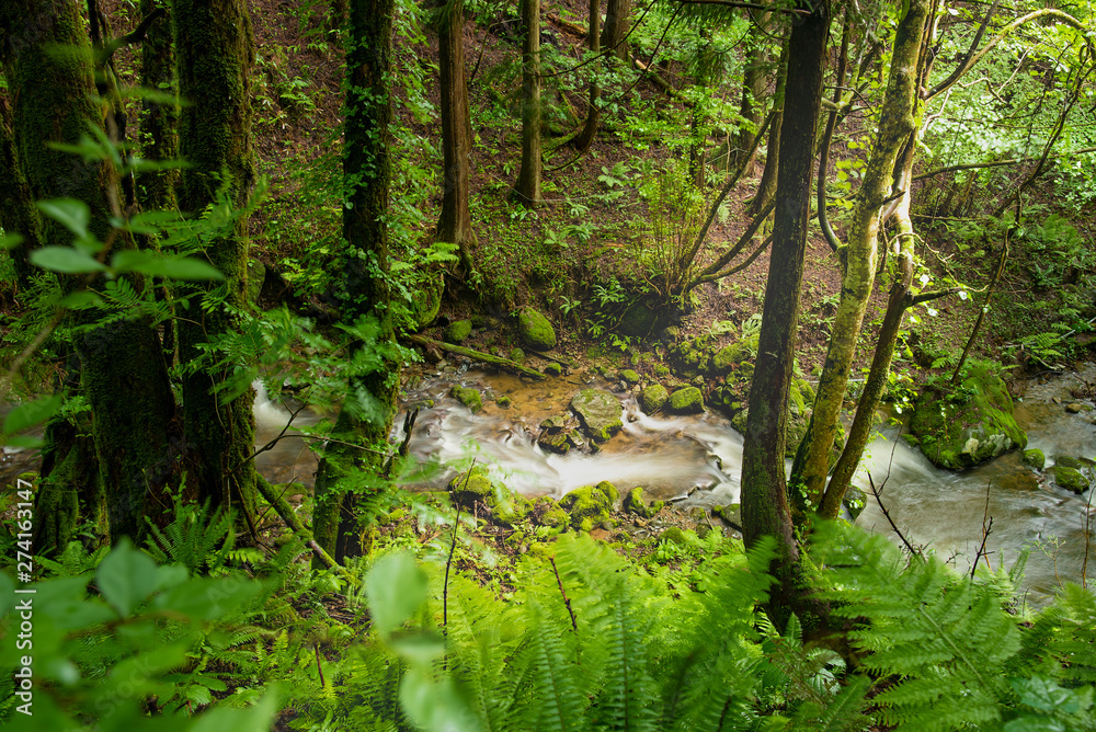 Obraz premium 兵庫県・苔むす渓谷、小代地区の風景