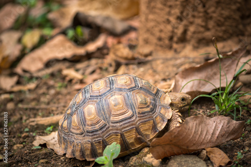 Turtle walks on the dry leaves in the forest. Concept of wildlife in the tropical forest.