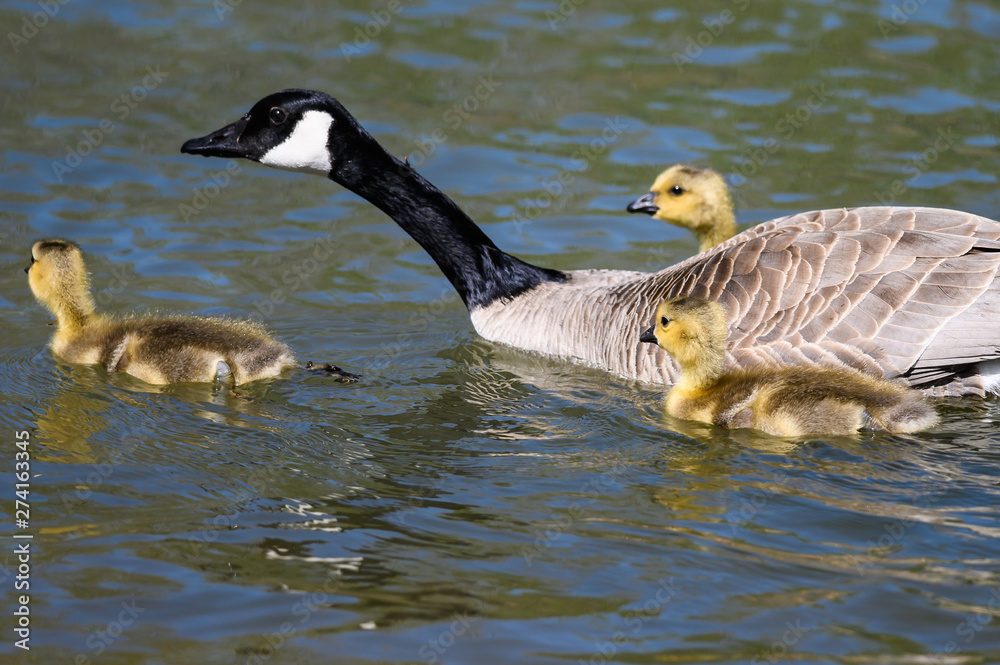 Newborn Goslings Learning to Swim Under the Watchful Eye of Mother Newborn Goslings Learning to Swim Under the Watchful Eye of Mother