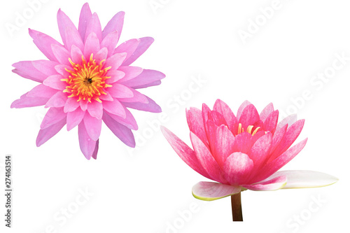 Beautiful Pink lotus flower bouquet isolated on the white background. Photo with clipping path..