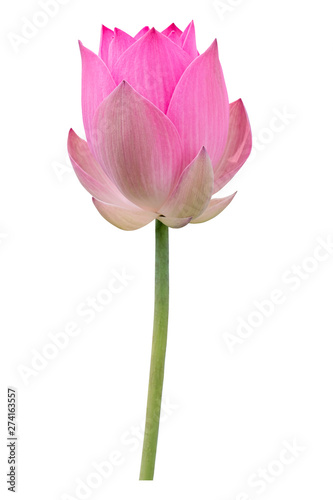 Beautiful Pink lotus flower bouquet isolated on the white background. Photo with clipping path..