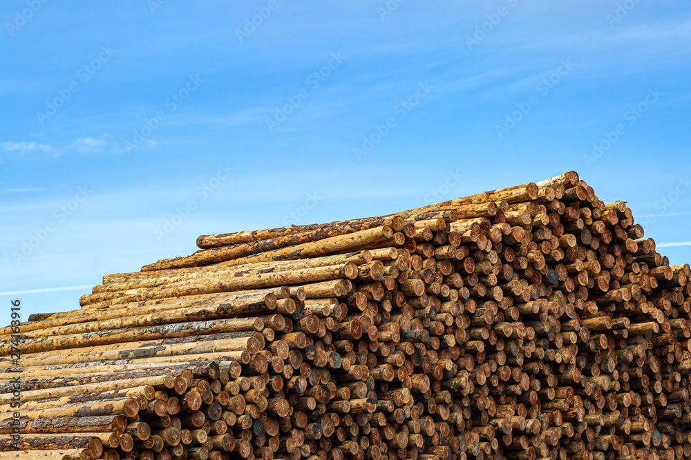 An abundance of prepared logs in a lumber yard