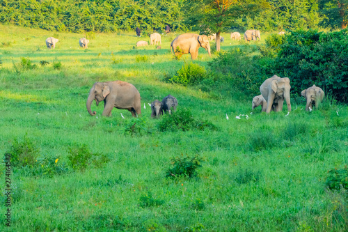 Group of wild elephants eating grass in the meadow