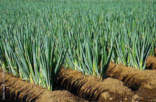 green onion field