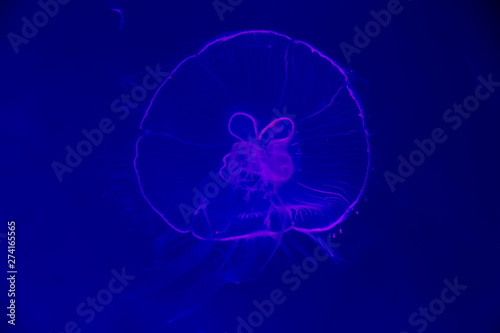 Close-up Jellyfish  Medusa in fish tank with neon light. Jellyfish is free-swimming marine coelenterate with a jellylike bell- or saucer-shaped body that is typically transparent.