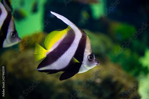 Beautiful fish in the aquarium on decoration of aquatic plants background.