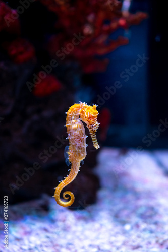 Sea horse in aquarium. These seahorses live in the warm seas around Indonesia, Philippines and Malaysia.