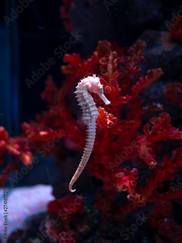 Sea horse in aquarium. These seahorses live in the warm seas around Indonesia, Philippines and Malaysia.