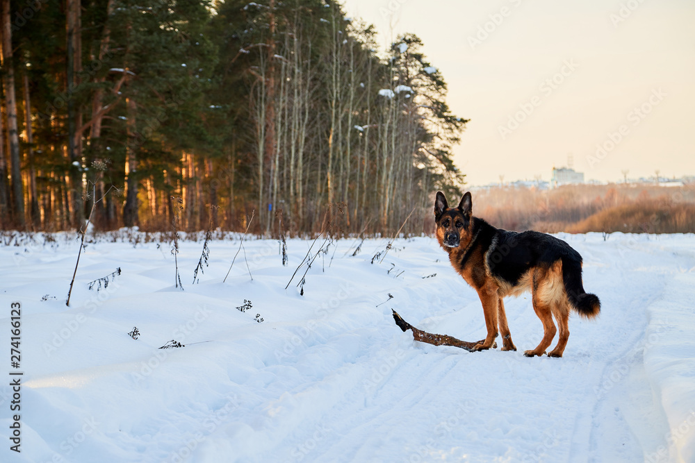 Dog German Shepherd on the road in a winter day