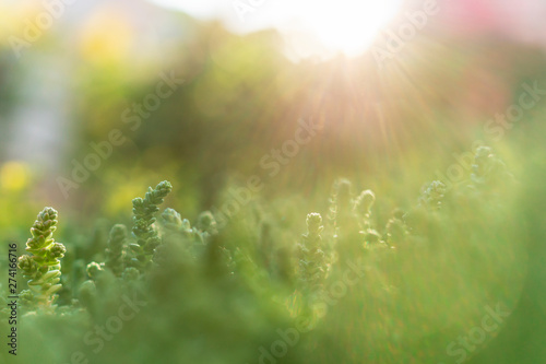Blurred soft summer background of plants shining by sun with bokeh effect. Background creative wallpaper for installation and design