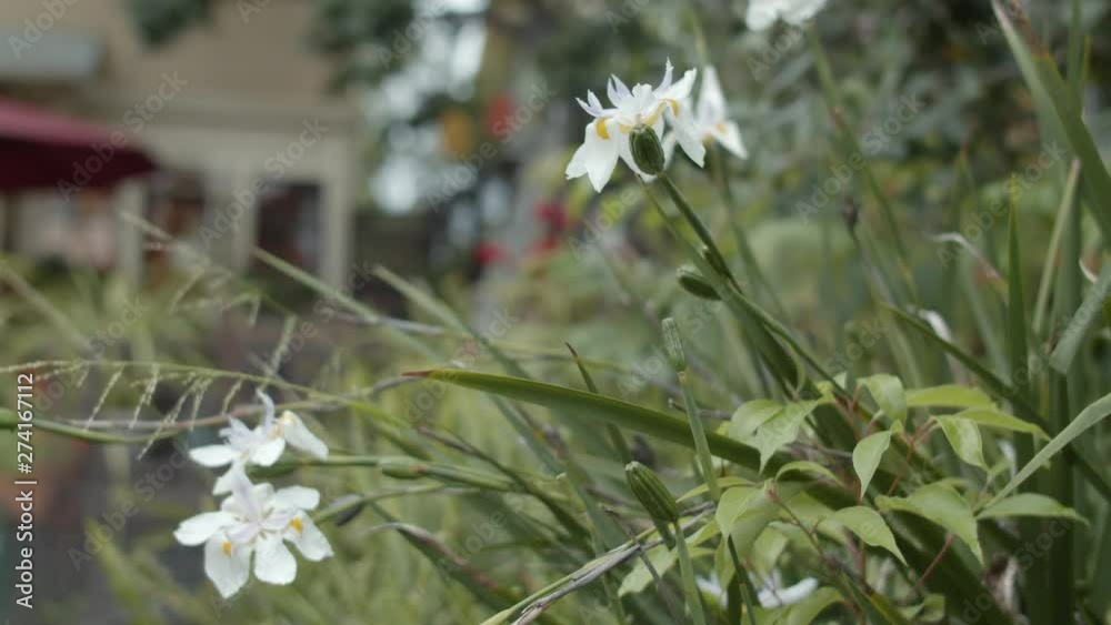 Flowers in garden in 4k