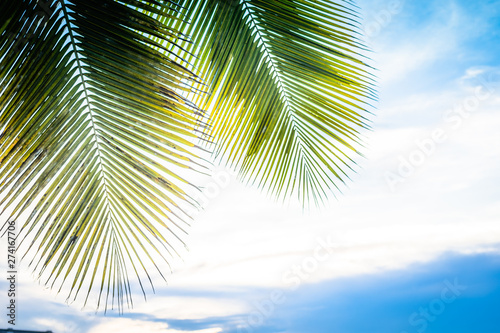 Palm trees against blue sky and sun rays. travel, summer, vacation and tropical beach concept