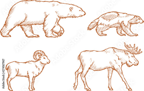Arctic Land Endangered Animals Line Art