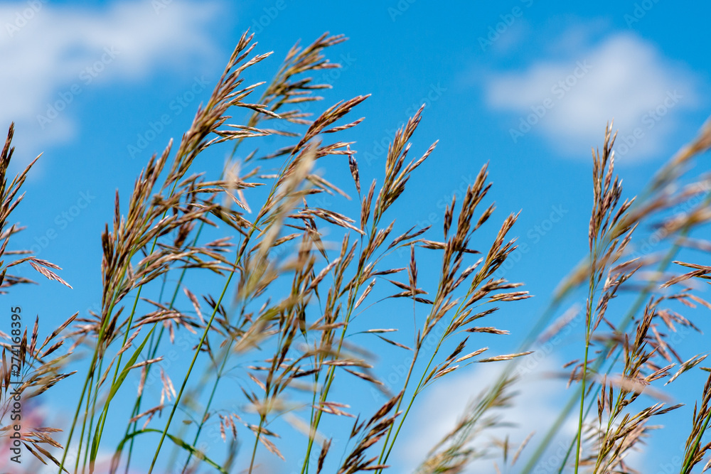 Meadow fescue (Festuca partensis) on a bright sunny day Meadow fescue (Festuca partensis) on a bright sunny day