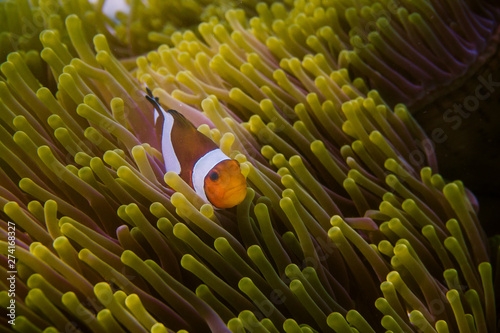 Clownfish with sea anemone.