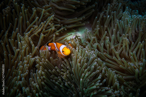 Clownfish with sea anemone.