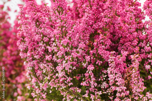 Blooming heathers in garden or park, concept of seasonal flowers © ratmaner