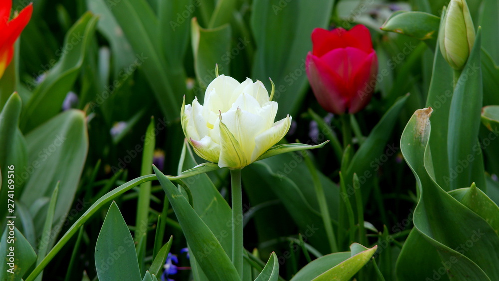 Naklejka premium Red and white tulips in the garden