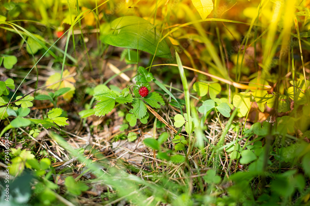 Dark red berry of ripe strawberries in a forest glade.Growing Organic wild strawberry on bush in forest.Ripe branch of wild strawberry on bush.Strawberry plantation. Dark red berry of ripe strawberries in a forest glade.Growing Organic wild strawberry on bush in forest.Ripe branch of wild strawberry on bush.Strawberry plantation.