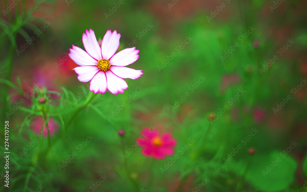White flowers mexican aster or cosmos bipinnatus with pink edge patterns and yellow pollen blooming in morning garden background White flowers mexican aster or cosmos bipinnatus with pink edge patterns and yellow pollen blooming in morning garden background
