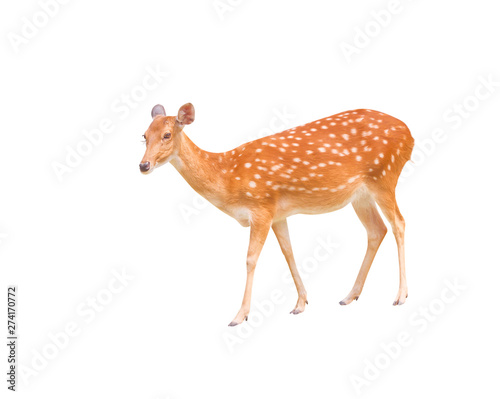 Young dear standing and look at camera isolated on white background with clipping path