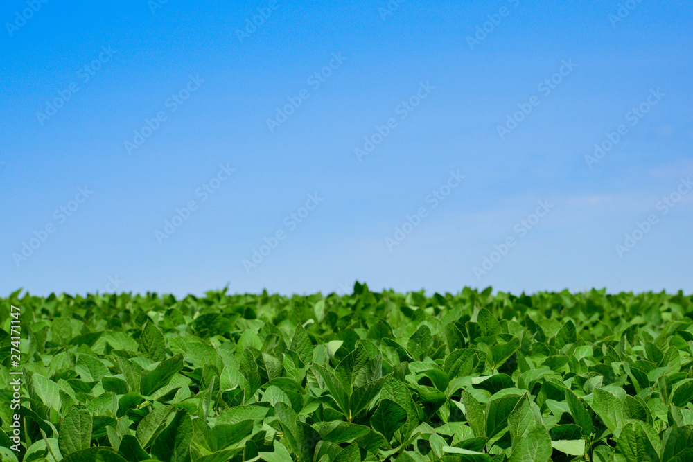 Soybeans on the field