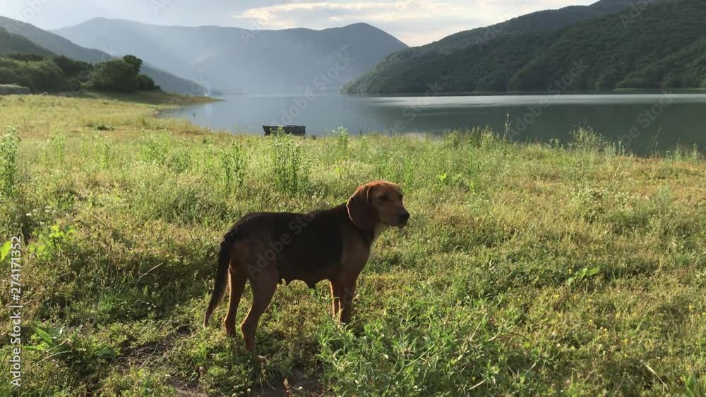 Beautiful portrait of hunting dog play mountains f Beautiful portrait of hunting dog play mountains f