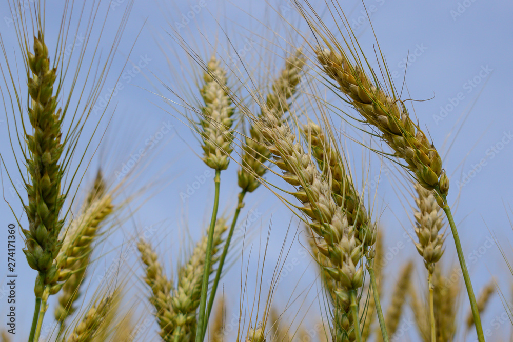 Ripening rye on the field Ripening rye on the field