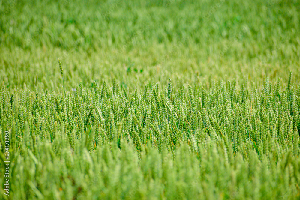 Green wheat growing