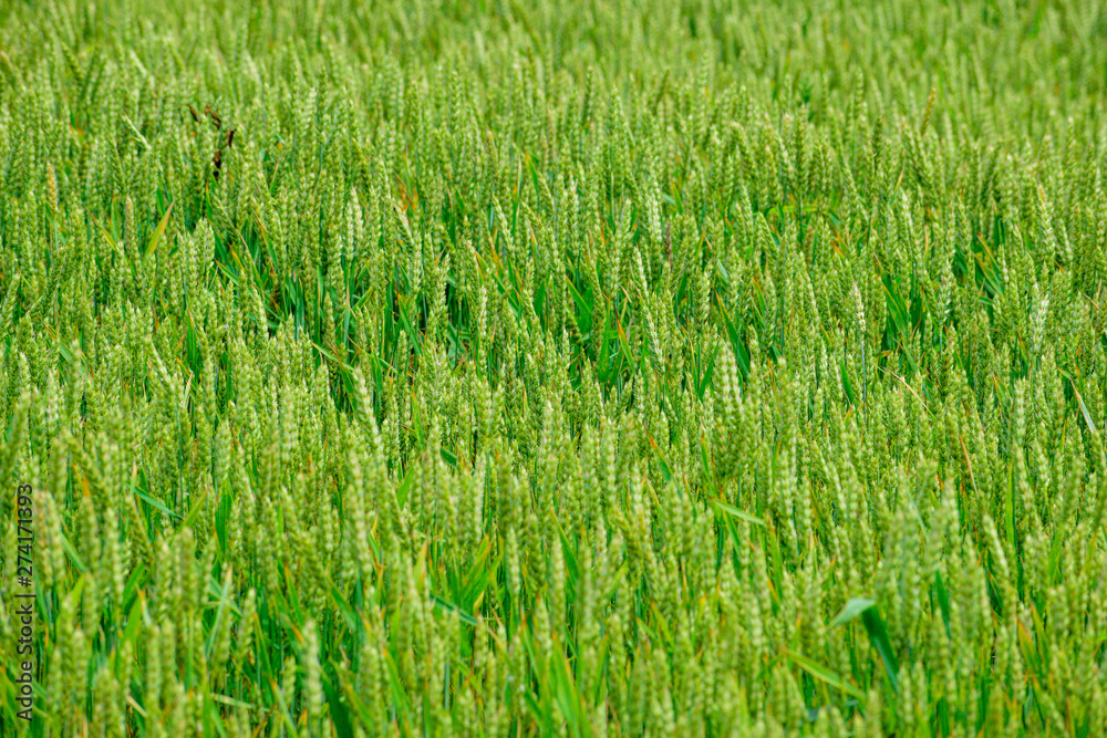 Obraz premium Green wheat growing