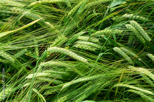 Ripening barley on the field