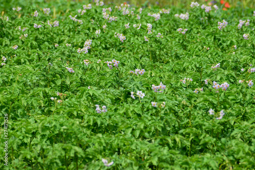 Field of potatoes