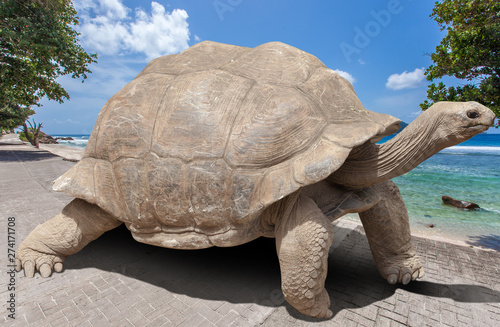 galapagos tortoise