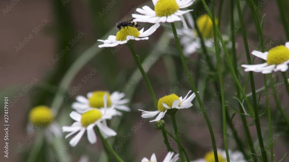 Common furrow-bee collecting pollen on Oxeye-daisy Common furrow-bee collecting pollen on Oxeye-daisy
