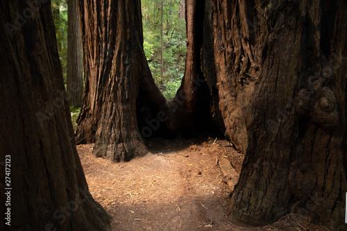 Closer view of Redwood Tree stumps