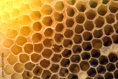 Bee larvae Worm-like appearance in the honeycomb