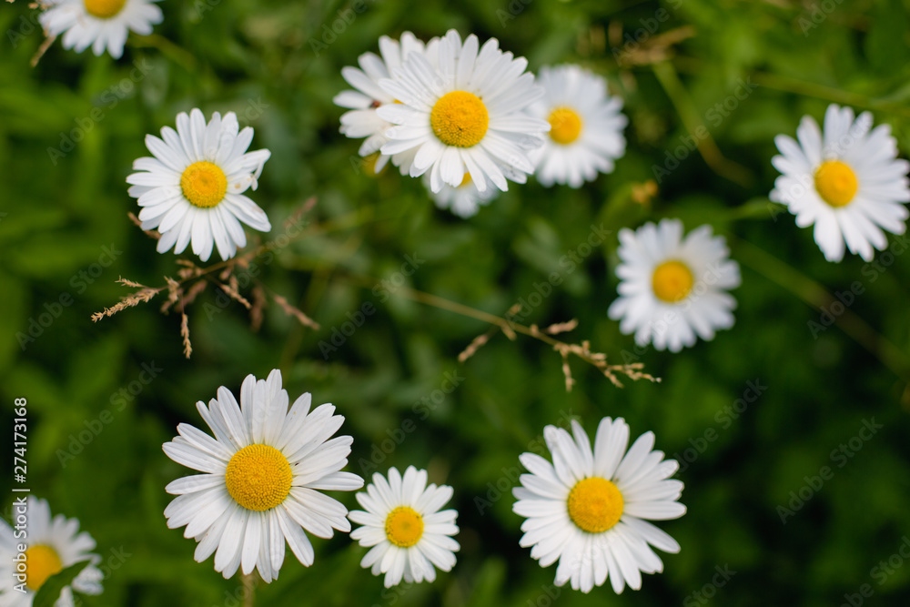 Obraz premium field of daisies