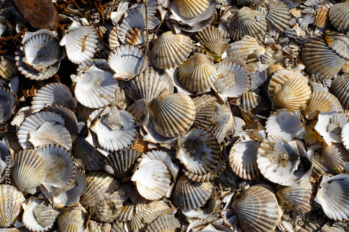 Opened shells on a beach