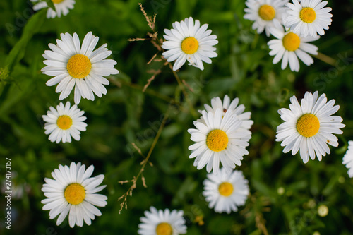 many white daisies in the field