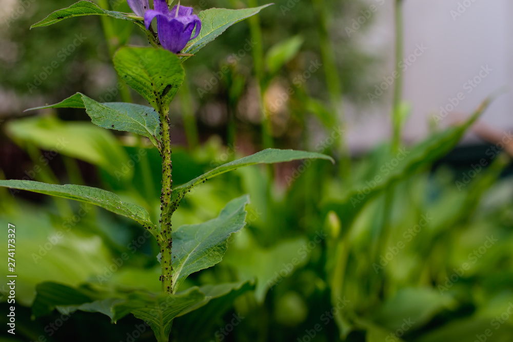 an aching aphid flower on a branch an aching aphid flower on a branch