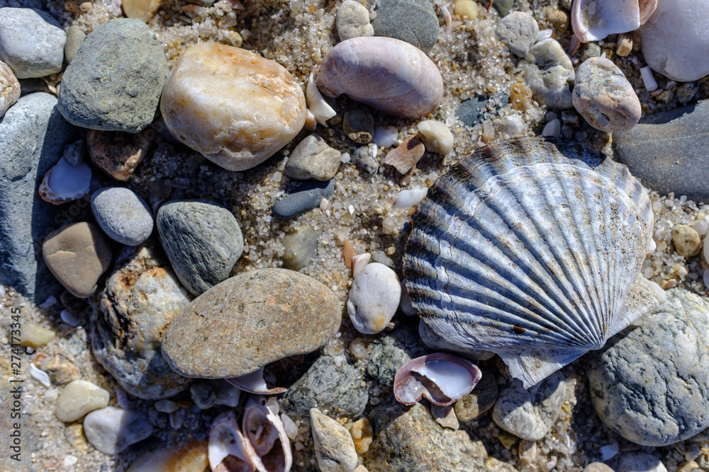 Beautiful shells litter the Martha's Vineyard shoreline together with colorful stones near the water line at low tide