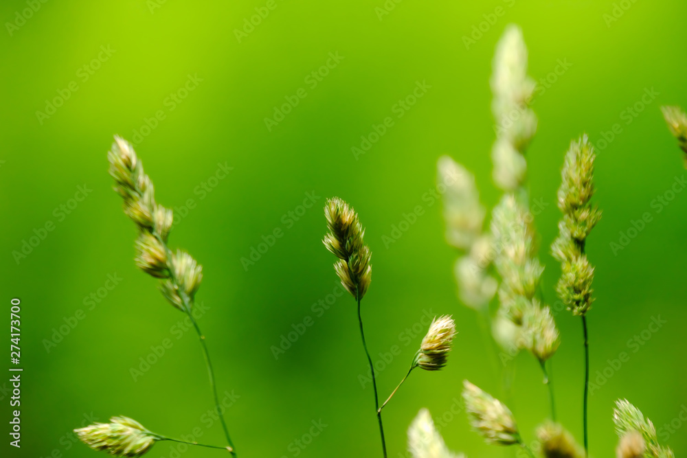 closeup of grass closeup of grass