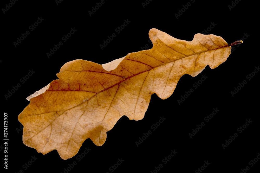 autumn oak leaf.